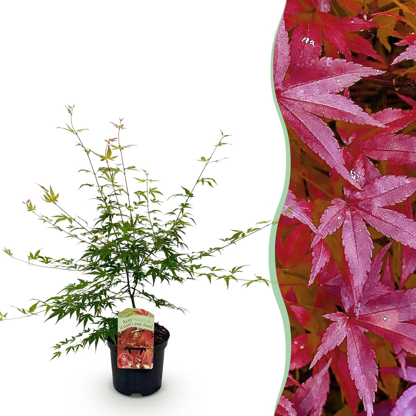 Érable japonais Acer palmatum Pink Dwarf en pot, avec en arrière-plan des feuilles d'érable rouges.