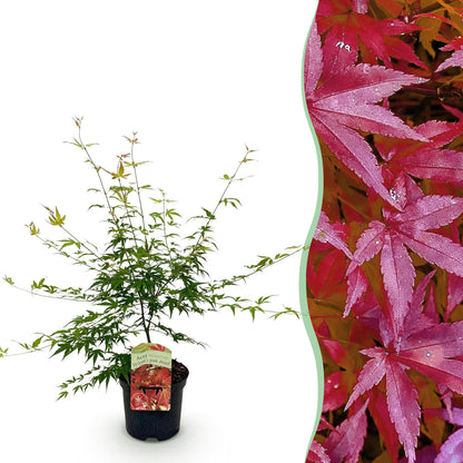 Érable japonais Acer palmatum Pink Dwarf en pot, avec en arrière-plan des feuilles d'érable rouges.