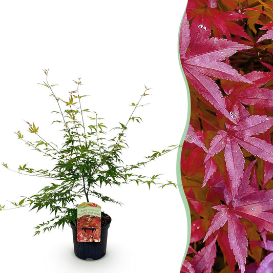 Érable japonais Acer palmatum Pink Dwarf en pot, avec en arrière-plan des feuilles d'érable rouges.