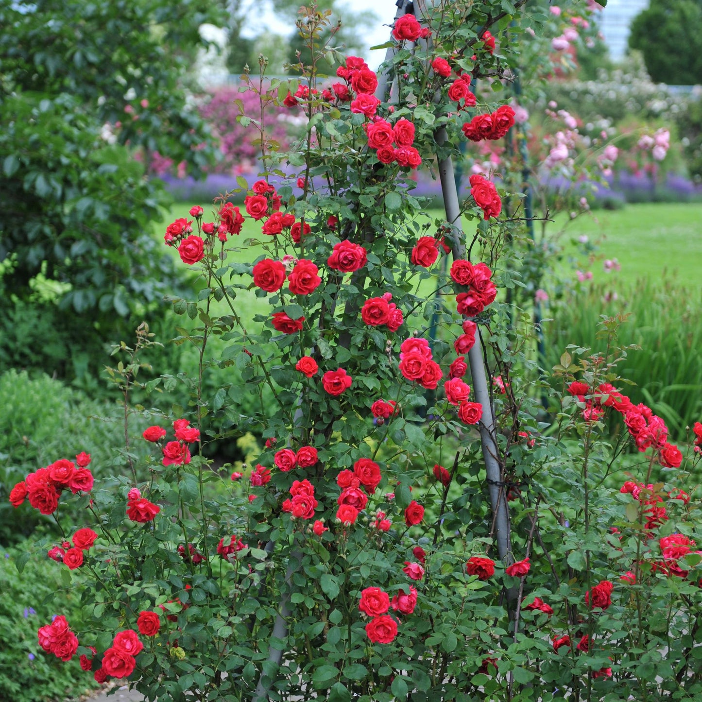 Rosa Paul Scarlet Climber, rosier grimpant rouge en pleine floraison sur un support dans un jardin verdoyant. Fleurs rouges éclatantes.