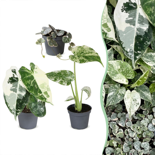 Lot de bébés plantes panachées Alocasia Frydek Variegata, Monstera Mint et Ceropegia woodii Variegata en pot de 6 cm