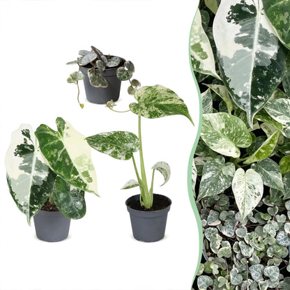 Lot de bébés plantes panachées Alocasia Frydek Variegata, Monstera Mint et Ceropegia woodii Variegata en pot de 6 cm
