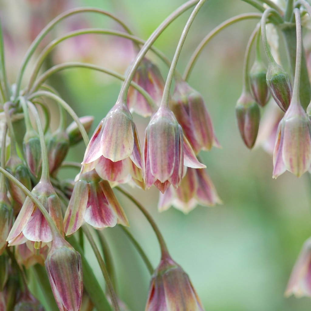 Gros plan sur les délicates clochettes pendantes de l'Ail de Sicile (Allium) aux couleurs rose et crème.