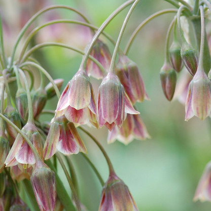 Gros plan sur les délicates clochettes pendantes de l'Ail de Sicile (Allium) aux couleurs rose et crème.