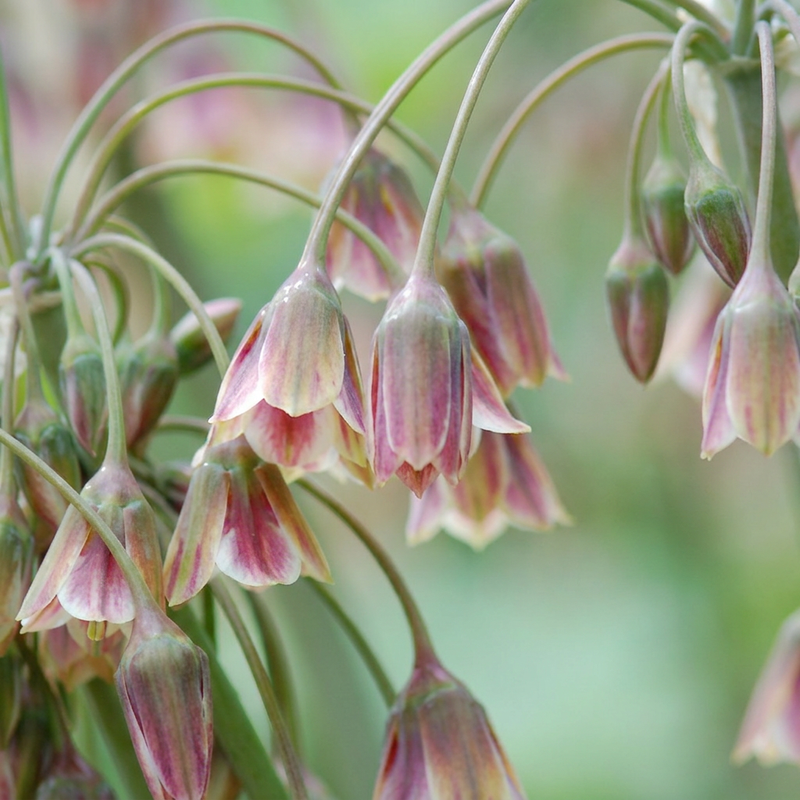 Ail de Sicile (Allium) - floraison estivale - calibre 10/12