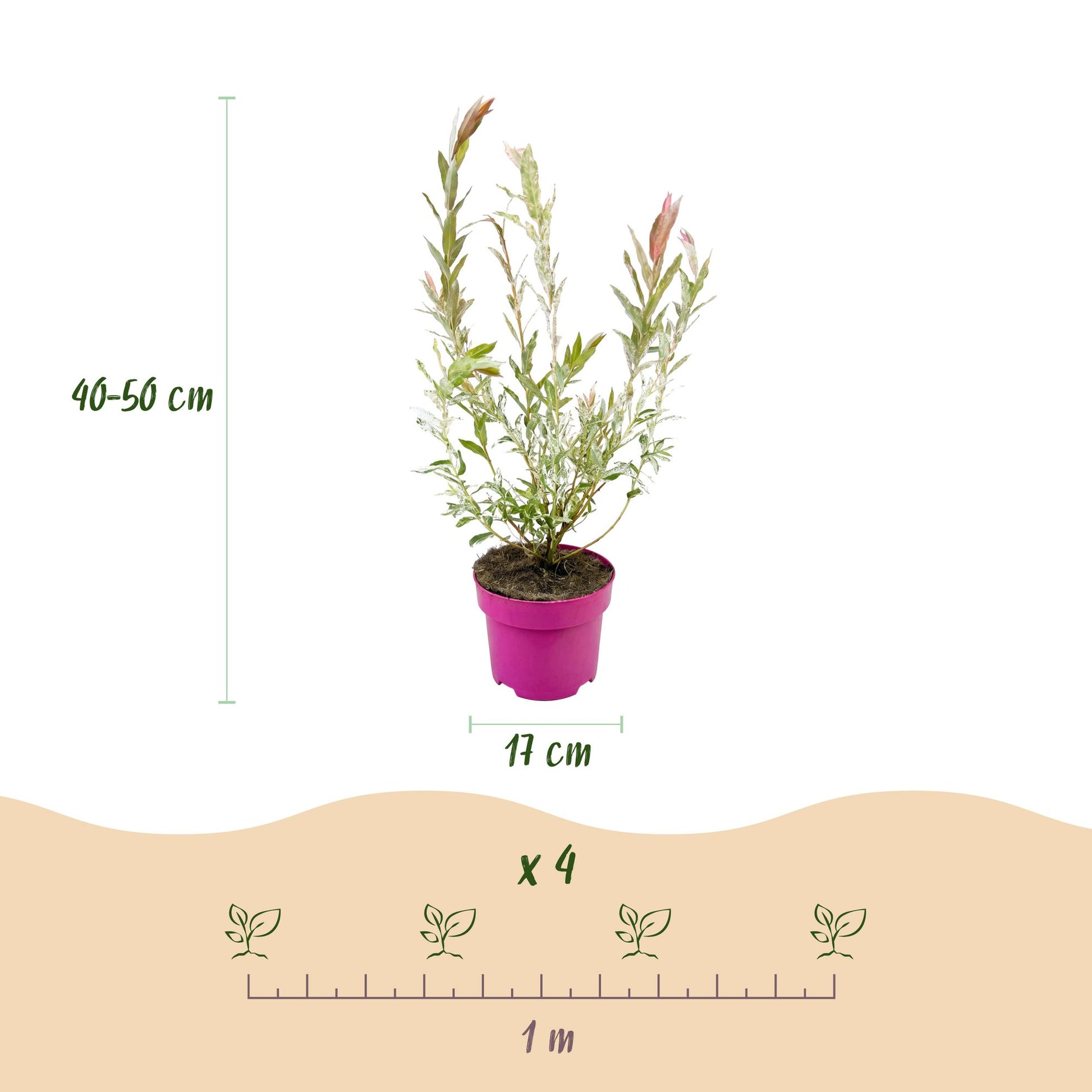 Salix Flamingo en pot rose de 17 cm, hauteur 40-50 cm, avec un schéma indiquant un espacement de 1 mètre pour planter 4 plants.