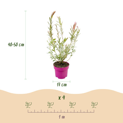 Salix Flamingo en pot rose de 17 cm, hauteur 40-50 cm, avec un schéma indiquant un espacement de 1 mètre pour planter 4 plants.