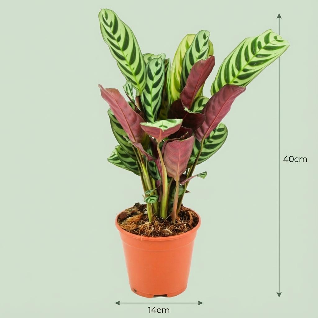 Un Ctenanthe Burle-Marxii au feuillage rayé vert foncé et vert clair, dans un pot de culture de 14cm