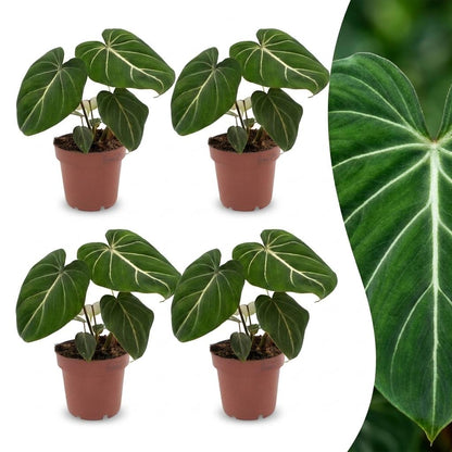 Philodendron Gloriosum - Pot de 12cm