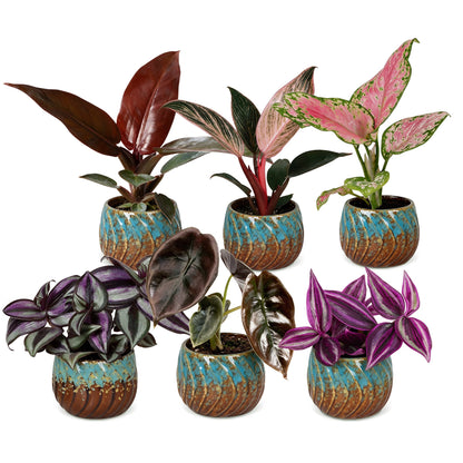 Bébés plantes roses en pot de 6 cm, 6 plantes, cache-pot cuivre et turquoise