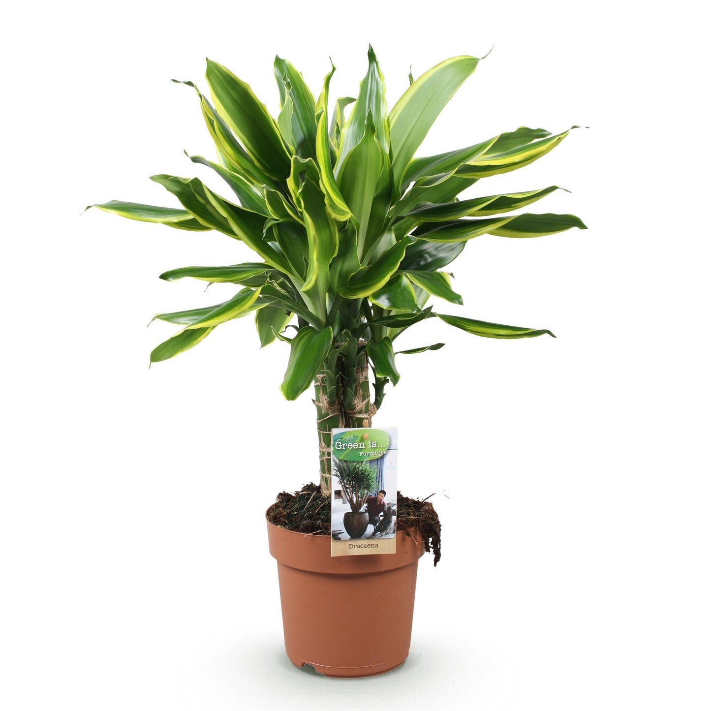 Plantes d'intérieur - Dracaena fragrans Golden Coast - Arbre à dragon - Peu d'entretien - Panaché - 1 Plante - Pot 17cm - Hauteur 50-55cm