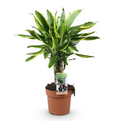 Plantes d'intérieur - Dracaena fragrans Golden Coast - Arbre à dragon - Peu d'entretien - Panaché - 1 Plante - Pot 17cm - Hauteur 50-55cm