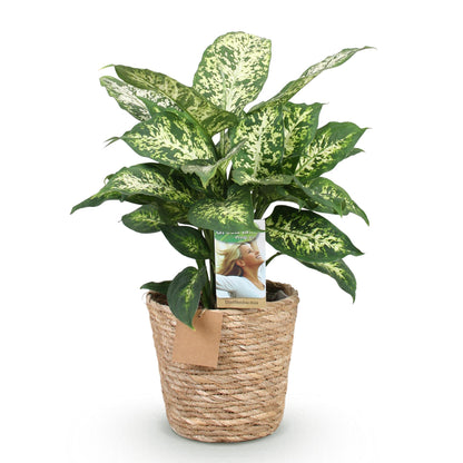 Plantes d'intérieur - Dieffenbachia Compacta - Dieffenbachia - Peu d'entretien - avec panier - Panaché - 1 Plante - Pot 17cm - Hauteur 45-50cm