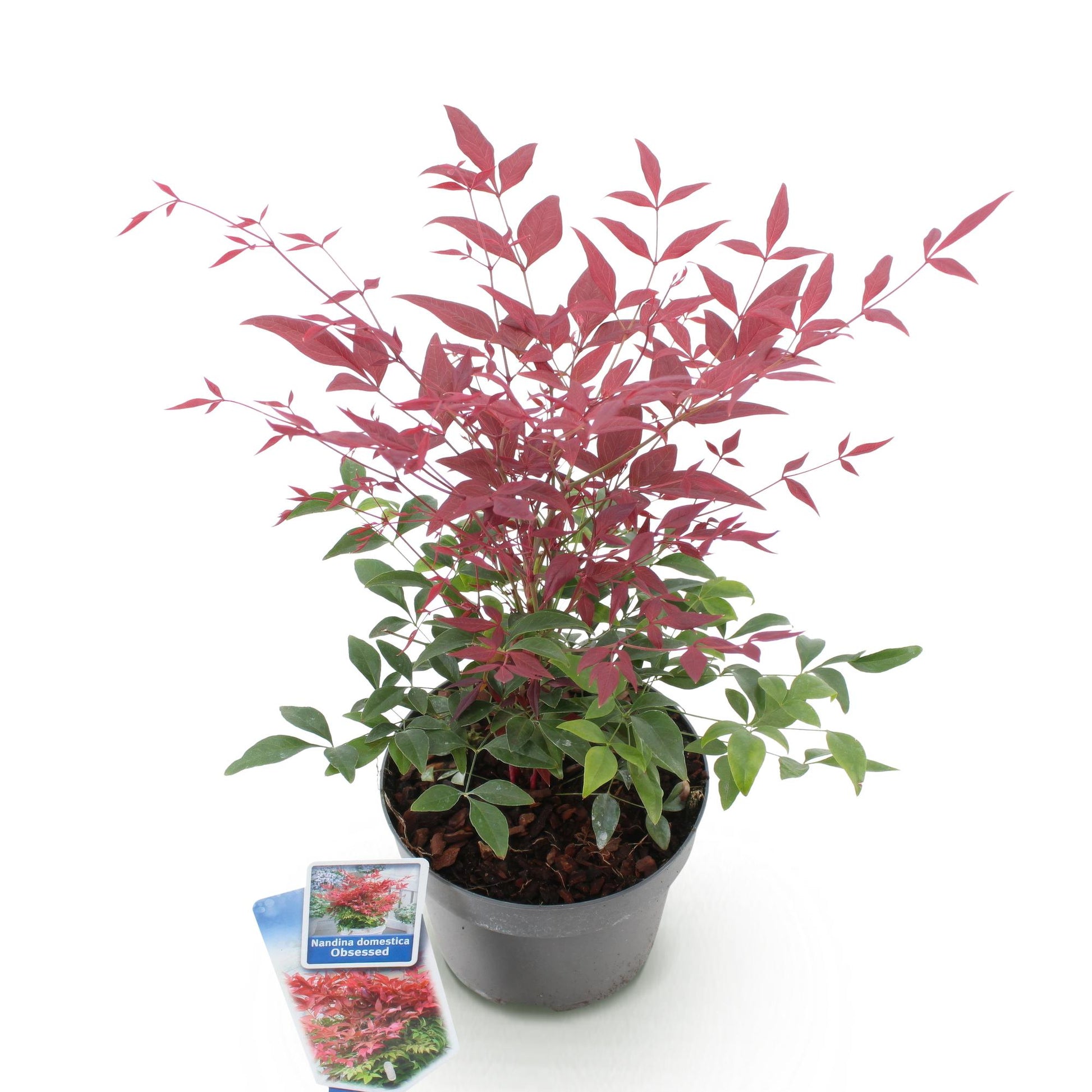 Nandina Obsessed rouge : un plant en pot de 17 cm sur fond blanc, avec un feuillage aux jeunes pousses rouges et feuilles matures vertes.