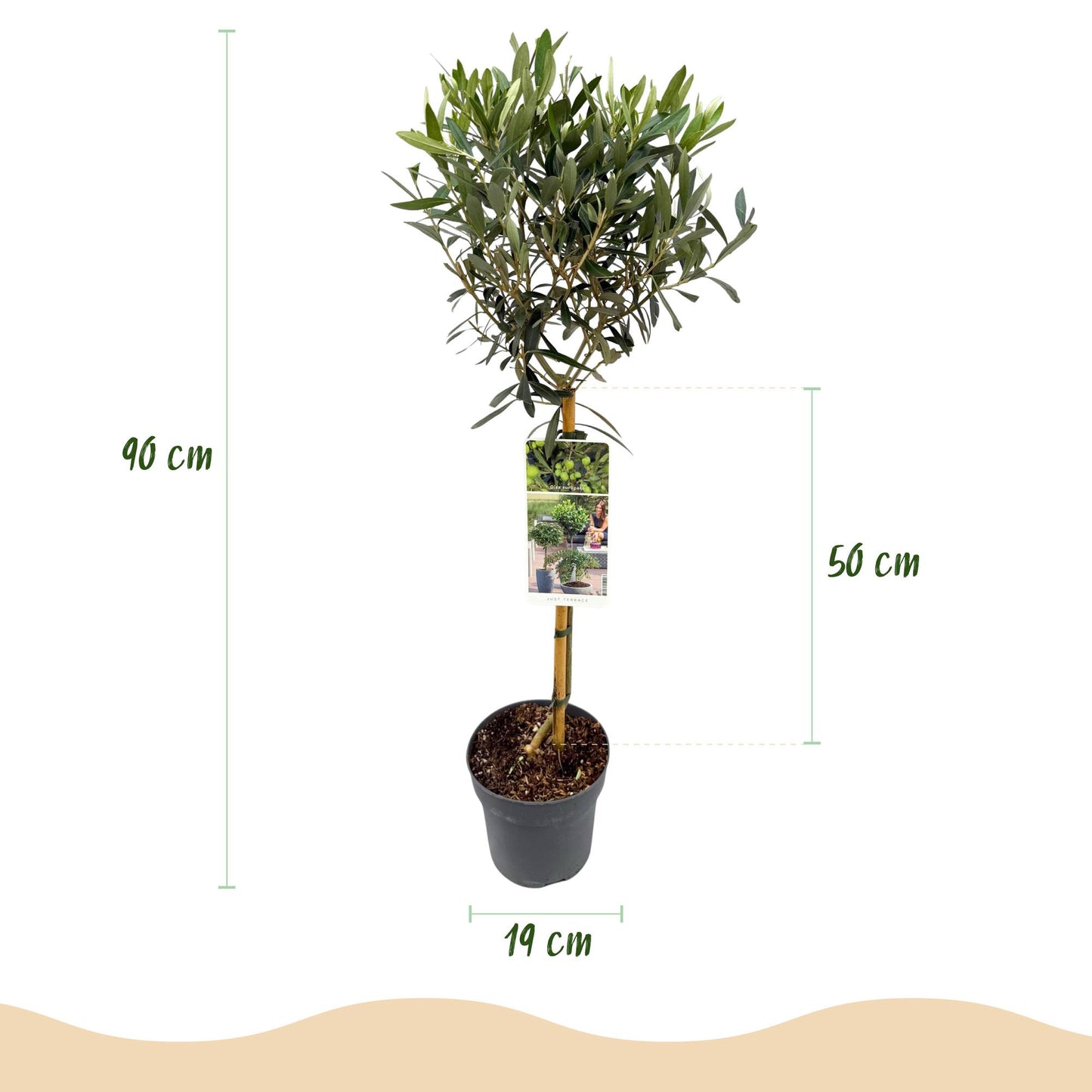 Olea Europaea sur tige avec ses dimensions : hauteur totale 90 cm, feuillage 50 cm, pot de 19 cm de diamètre.