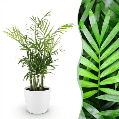 Plante d'intérieur - Chamaedorea elegans - Palmier en or - Plante amicale pour les animaux - Vert - 1 Plante - avec Potter Blanc - Pot de 12cm - Hauteur de 15cm