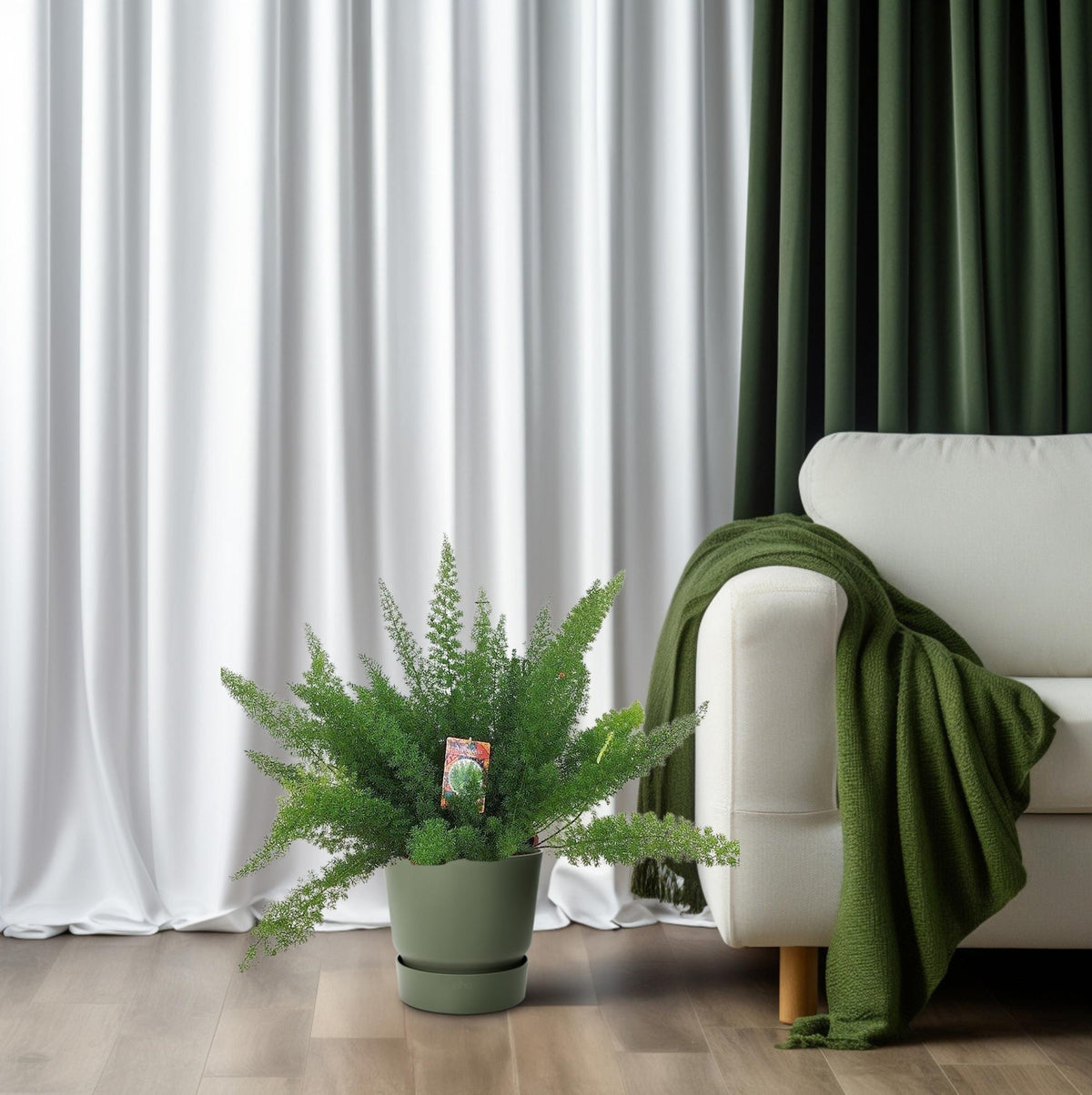 Asparagus 'Myersii' de 60 cm installé dans un salon lumineux, au pied d'un canapé