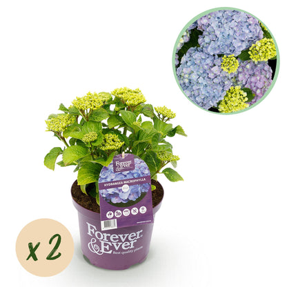 Hortensia Hydrangea Forever & Ever bleu en pot violet avec étiquette, les futures fleurs sont en bourgeons verts. Bulle "x2".