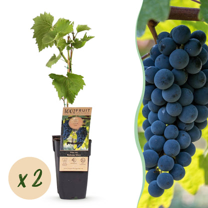 Vitis vinifera Boskoop Glory : Jeune plant de vigne en pot avec une étiquette, juxtaposé à un gros plan d'une grappe de raisins bleus. Pasti