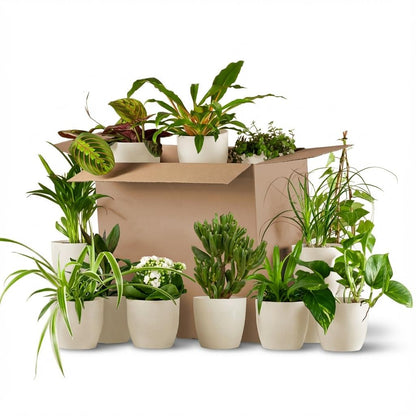 Box plantes Deuxième Chance - Mix 12 plantes Surprises - Blanc