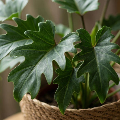 Plante d'intérieur - Philodendron - Philodendron Xanadu - Vert - Entretien facile - 1 Plante - avec Panier - Pot 19cm - Hauteur 60cm