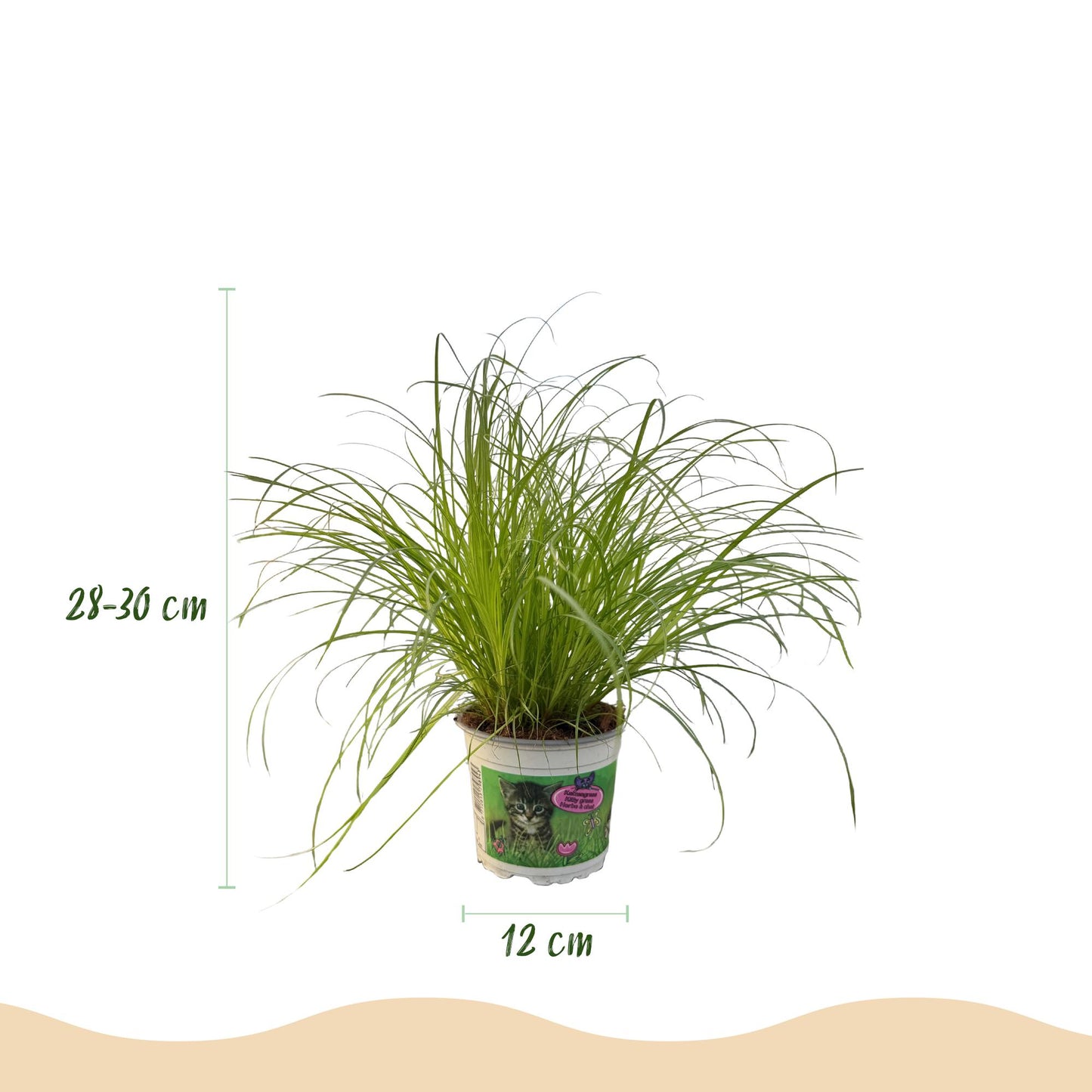 Un Cyperus alternifolius Zumula, ou Herbe à chat, au feuillage fin en éventail, dans un pot de culture de 12cm