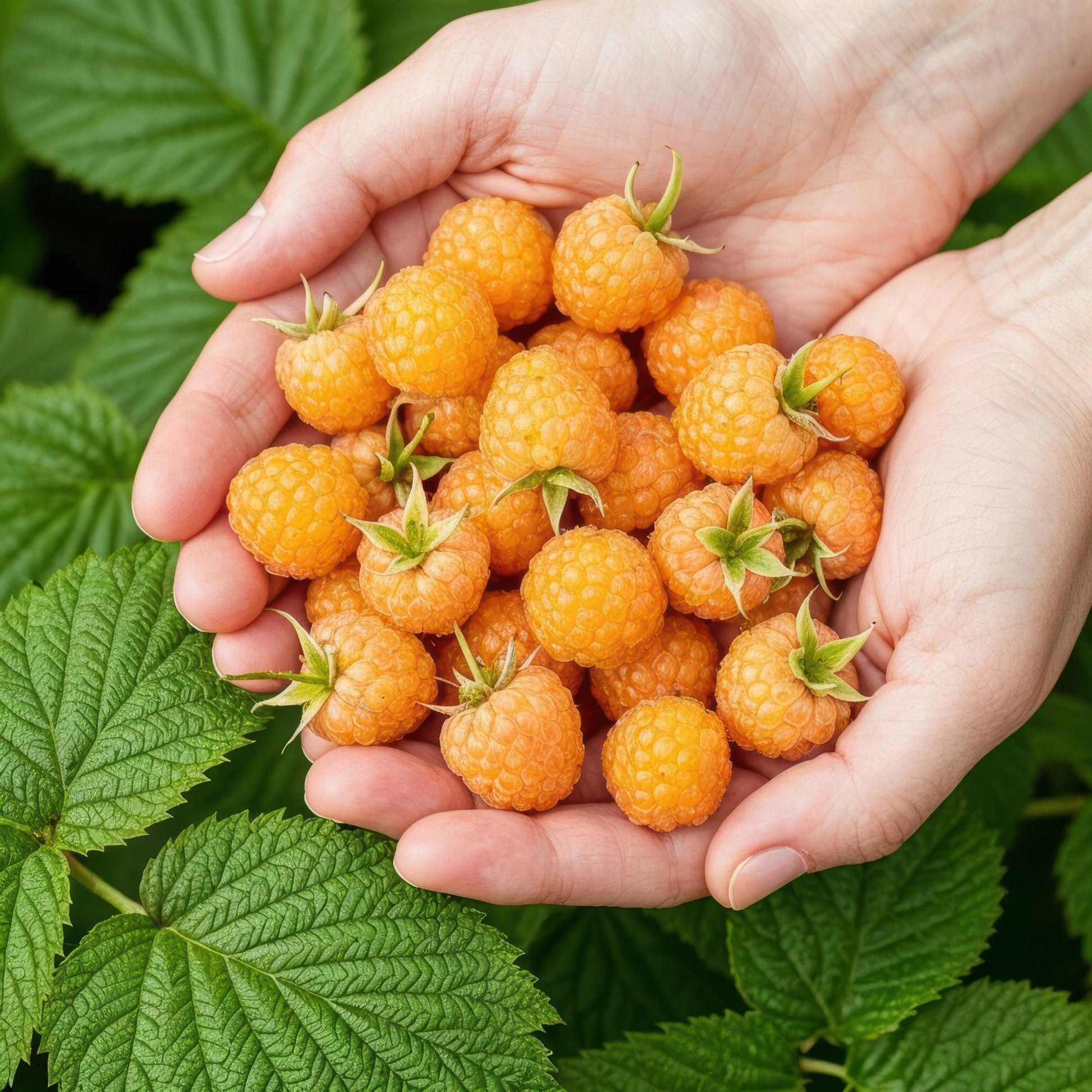 Framboises jaunes Rubus idaeus Fallgold fraîchement cueillies, tenues dans des mains sur fond de feuilles vertes.