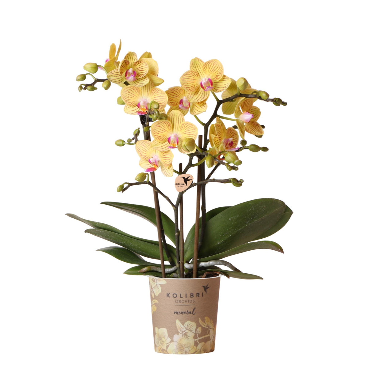 Orchidée Phalaenopsis jaune en pot