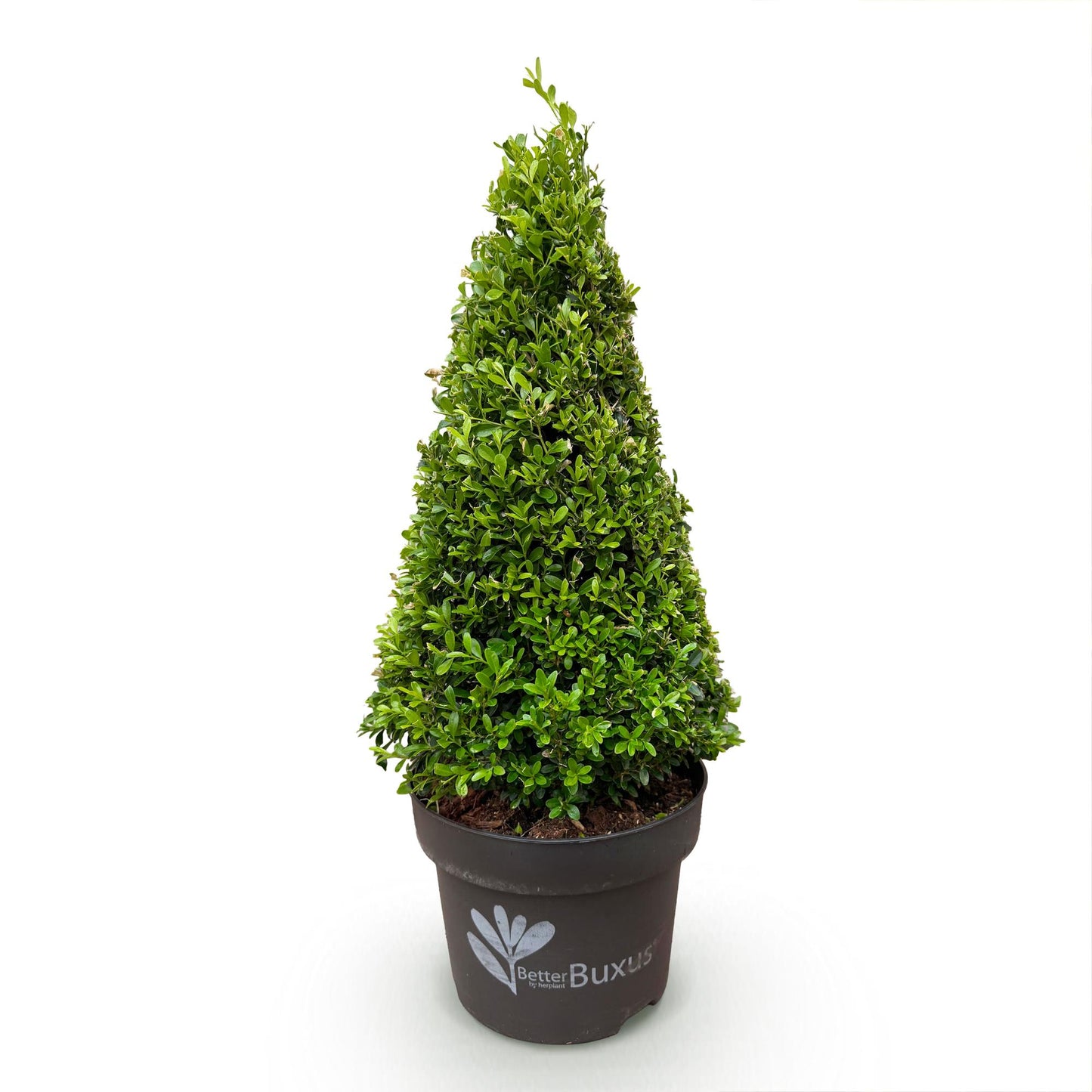 Buis Pyramide BetterBuxus Skylight en pot sur fond blanc, plant unique de 60-70cm de haut, résistant à la pourriture du buxus.
