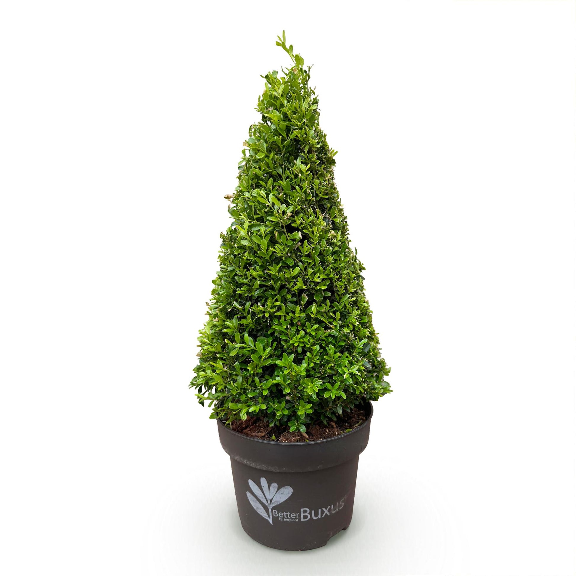 Buis Pyramide BetterBuxus Skylight en pot sur fond blanc, plant unique de 60-70cm de haut, résistant à la pourriture du buxus.