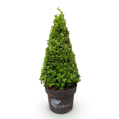 Buis Pyramide BetterBuxus Skylight en pot sur fond blanc, plant unique de 60-70cm de haut, résistant à la pourriture du buxus.