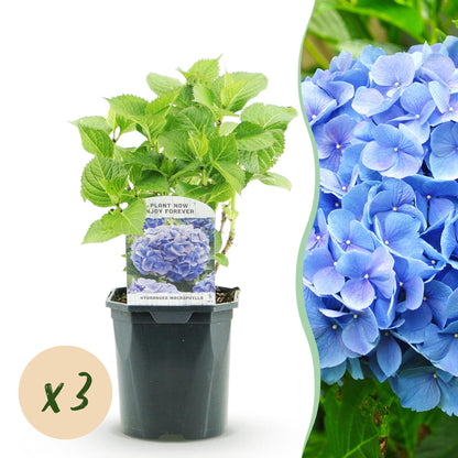 Hortensia de jardin (Hydrangea macrophylla), arbuste fleuri rustique, Pot 17 cm, Hauteur 30 cm