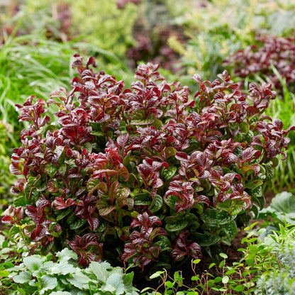 Leucothoe Curly Red, un arbuste dense au feuillage rouge flamboyant, planté en pleine terre dans un jardin luxuriant, apportant une touche d