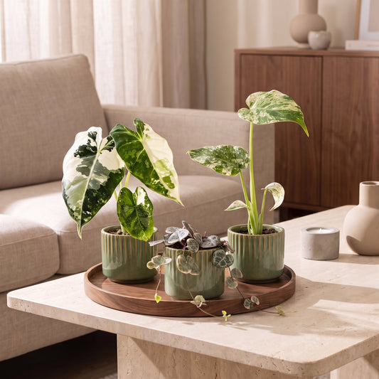 Bébés plantes panachées en situation dans un intérieur