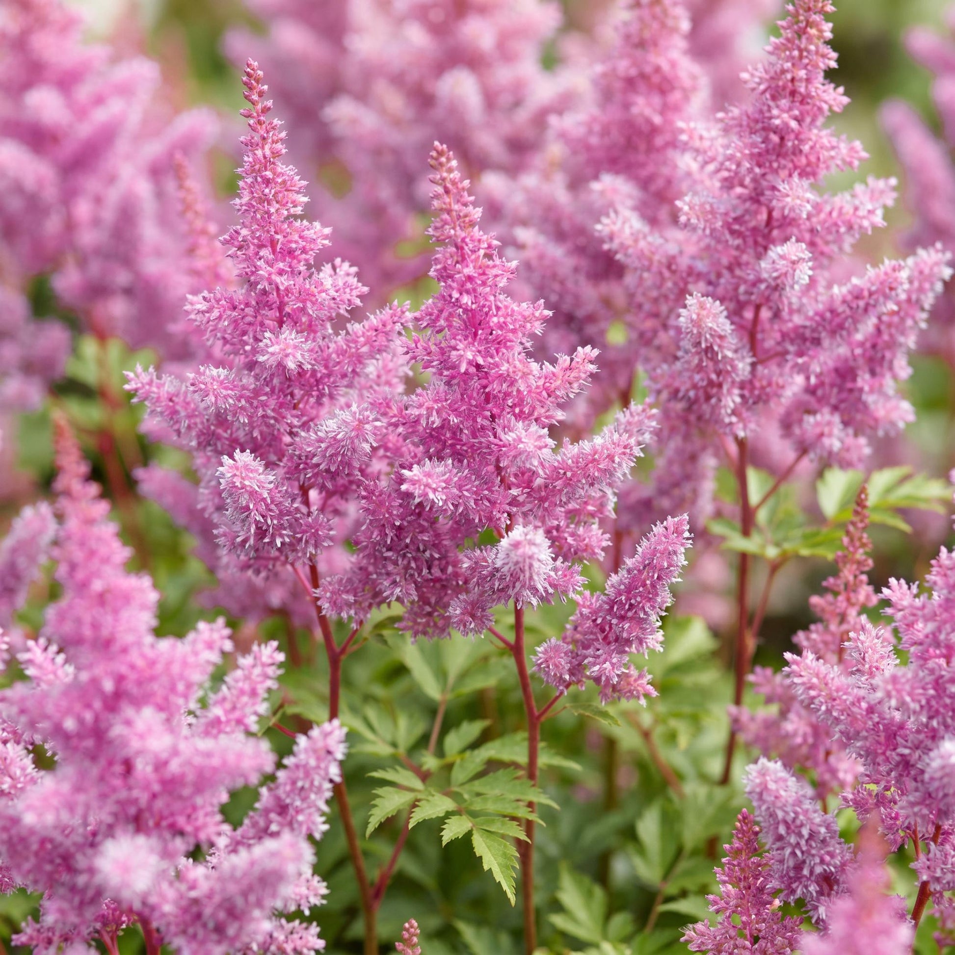 Astilbe chin. Pumila, fleurs en panicules rose vif, au feuillage vert dentelé. Cette astilbe vivace est idéale pour l'ombre.