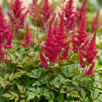Astilbe A Fanal. Plusieurs plantes vivaces avec des fleurs rouges foncées en forme de panache, plantées dans un jardin ombragé.