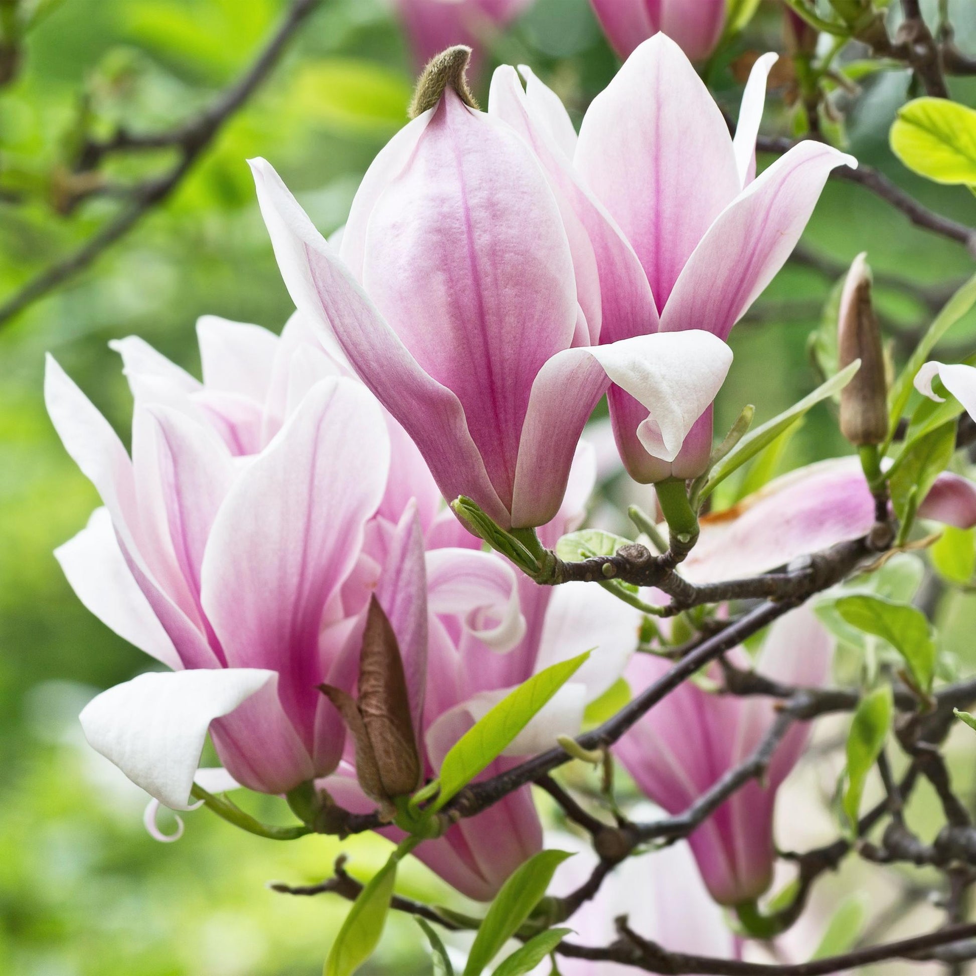 Magnolia George Henry Kern : gros plan sur ses grandes fleurs rose tendre aux pétales épais, épanouies sur un rameau, avec un fond vert flou