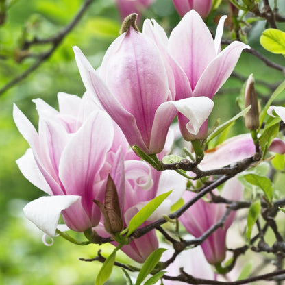 Magnolia George Henry Kern : gros plan sur ses grandes fleurs rose tendre aux pétales épais, épanouies sur un rameau, avec un fond vert flou