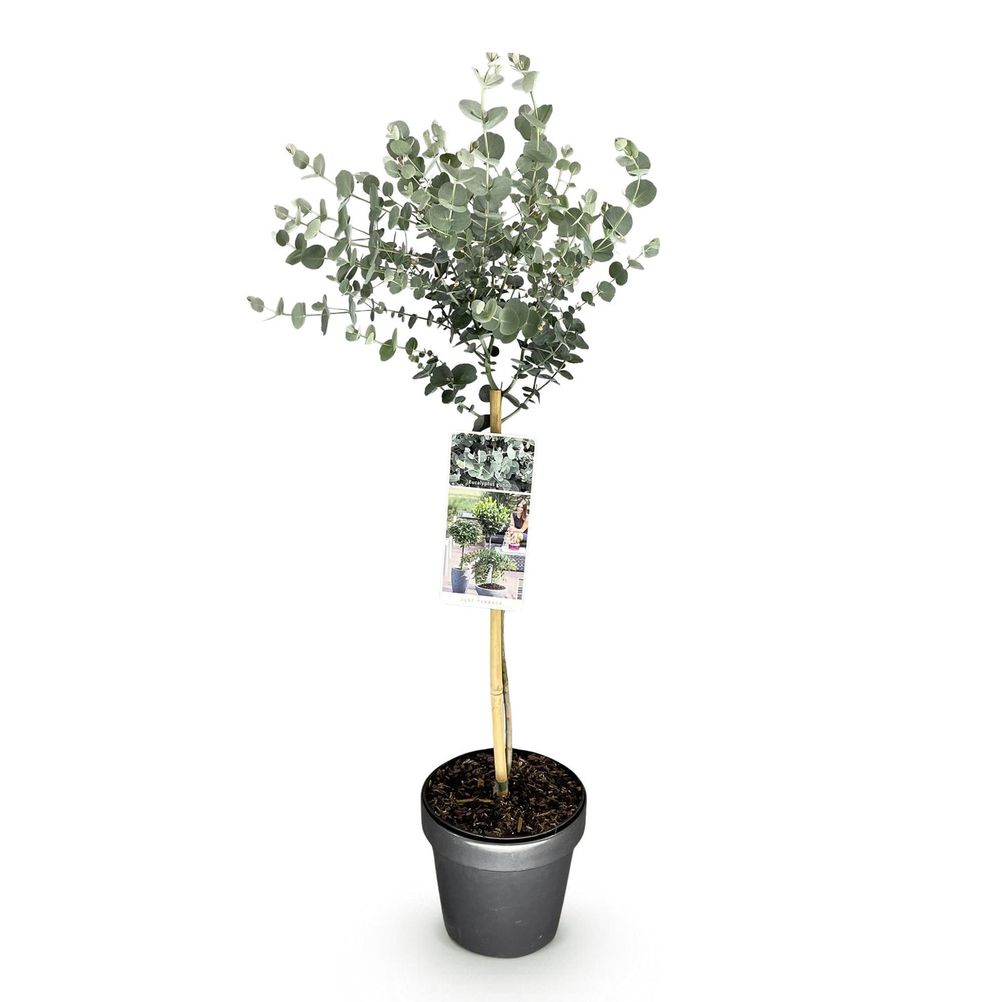 Eucalyptus gunni Azure, une plante sur tige, dans son pot gris, avec un feuillage gris-bleu, sur un fond blanc uni.