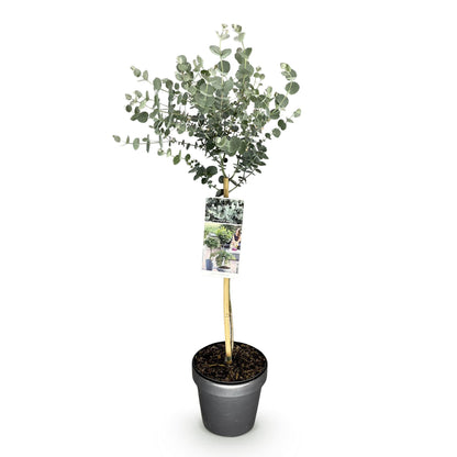 Eucalyptus gunni Azure, une plante sur tige, dans son pot gris, avec un feuillage gris-bleu, sur un fond blanc uni.