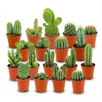 Mini set de cactus en pot de 5,5 cm, 18 plantes