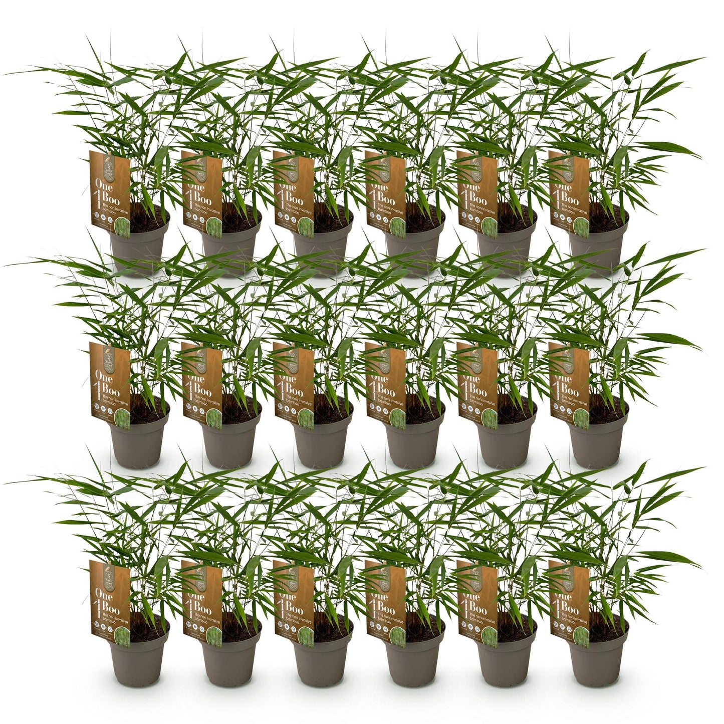 Fargesia Asian Wonder : Ensemble de 20 plants de bambou non envahissant en pot de 14 cm, avec feuillage vert luxuriant, sur fond blanc.