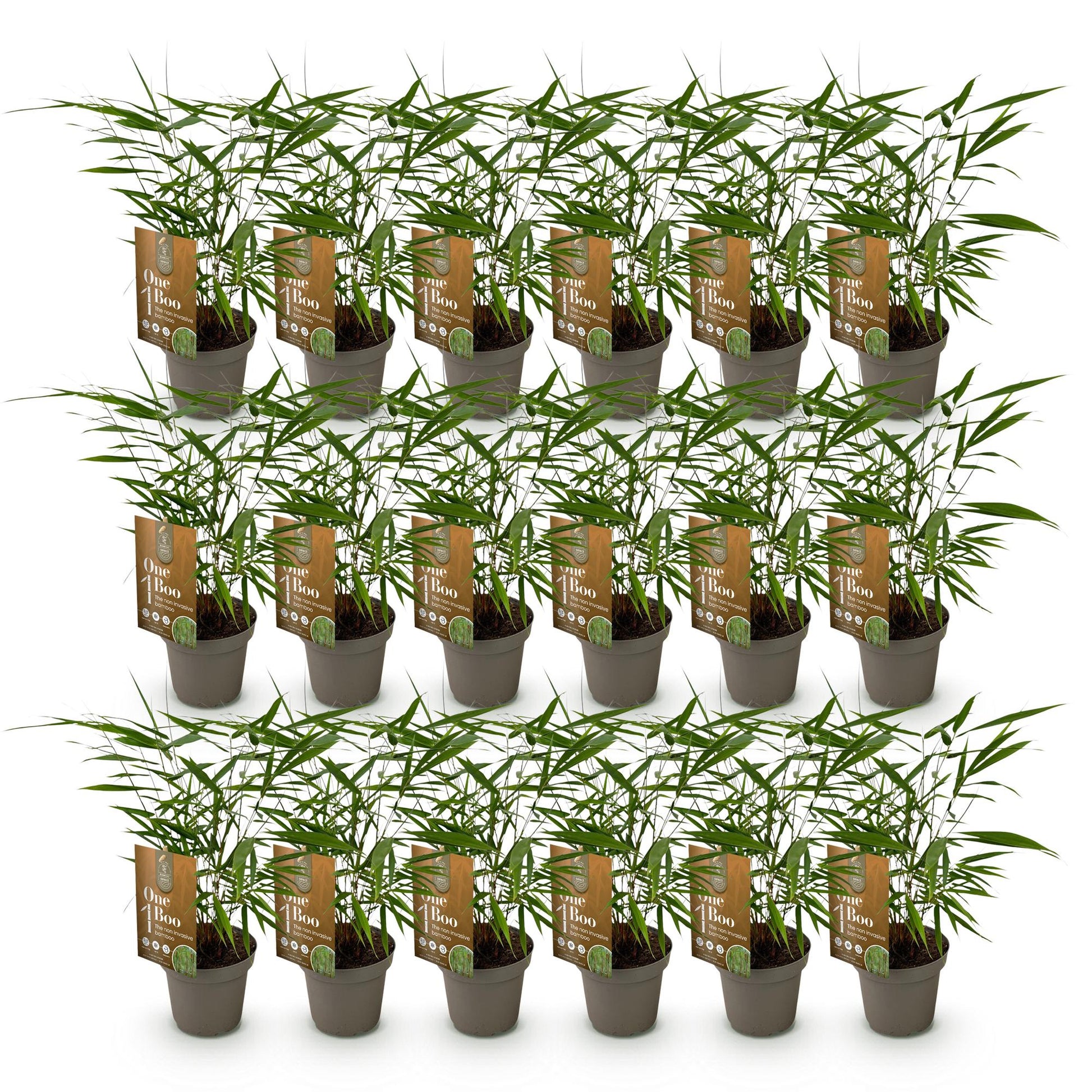Fargesia Asian Wonder : Ensemble de 20 plants de bambou non envahissant en pot de 14 cm, avec feuillage vert luxuriant, sur fond blanc.