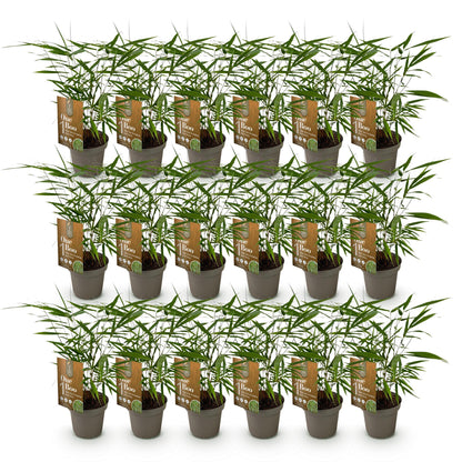 Fargesia Asian Wonder : Ensemble de 20 plants de bambou non envahissant en pot de 14 cm, avec feuillage vert luxuriant, sur fond blanc.