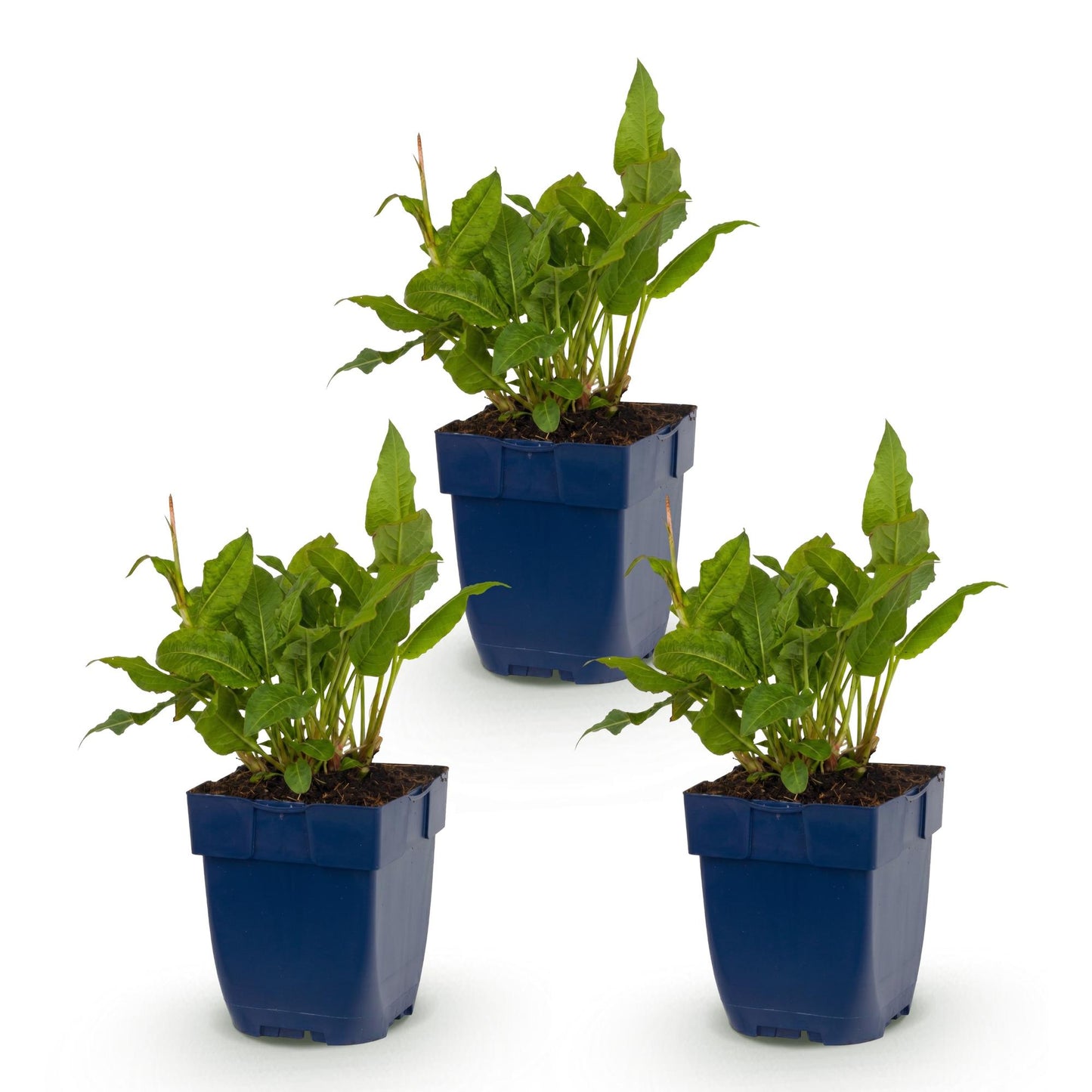 Renouée Persicaria ampl. Rosea en pot : trois jeunes plants d'ombre aux feuilles vertes, prêts à être plantés, en lot sur fond blanc.