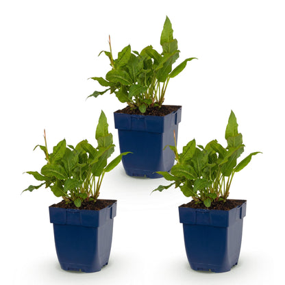 Renouée Persicaria ampl. Rosea en pot : trois jeunes plants d'ombre aux feuilles vertes, prêts à être plantés, en lot sur fond blanc.