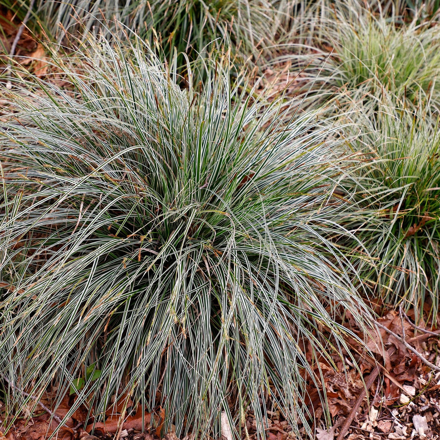 Carex oshimensis Everest. Gros plan d'une graminée ornementale aux feuilles fines et arquées, vert panaché de blanc, poussant au sol.