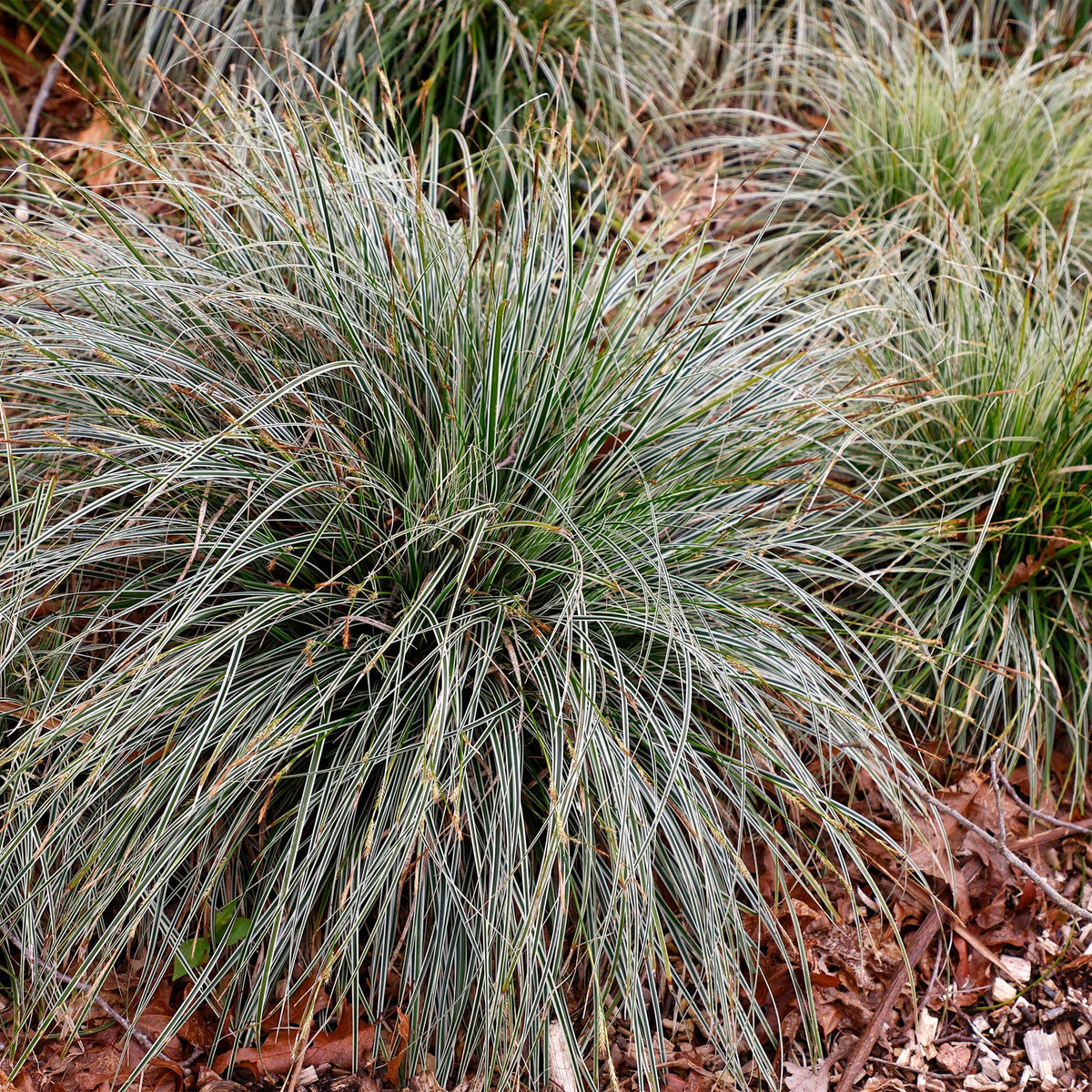 Carex oshimensis Everest. Gros plan d'une graminée ornementale aux feuilles fines et arquées, vert panaché de blanc, poussant au sol.