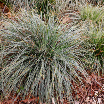 Carex oshimensis Everest. Gros plan d'une graminée ornementale aux feuilles fines et arquées, vert panaché de blanc, poussant au sol.