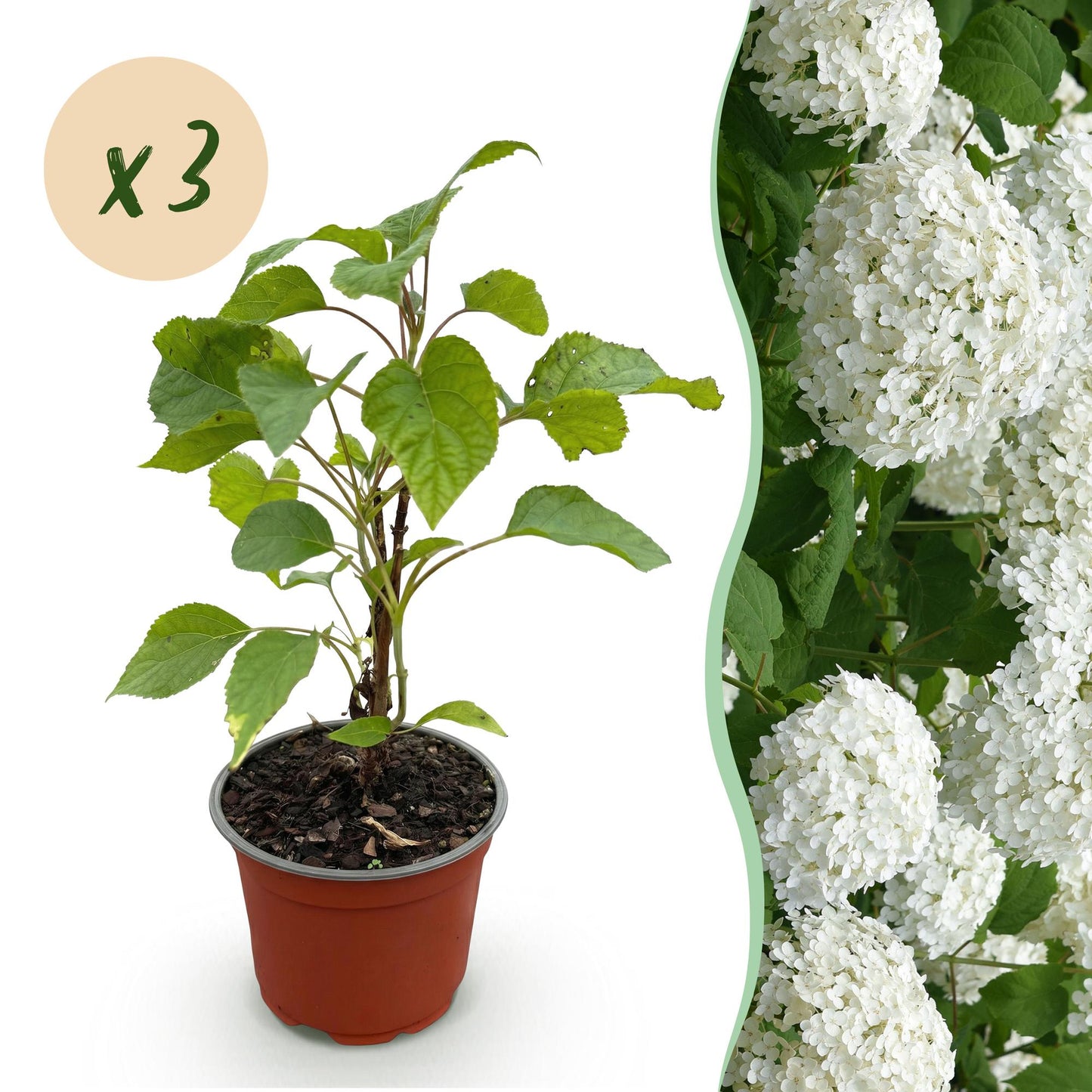 Hydrangea arborescens Annabelle : Un jeune plant en pot, avec une pastille 'x3' indiquant la quantité du lot, et une image de grandes fleurs